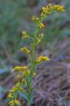 Solidago stricta Ait.