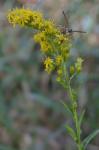 Solidago stricta Ait.
