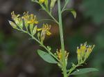 Solidago tarda Mackenzie