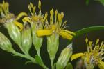 Solidago tarda Mackenzie