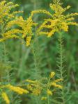 Solidago tortifolia Ell.
