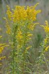 Solidago tortifolia Ell.