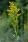 Solidago uliginosa Nutt. var. uliginosa