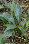 Solidago uliginosa Nutt. var. uliginosa