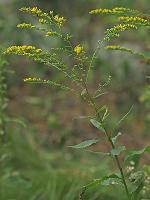 Solidago ulmifolia Muhl. ex Willd.