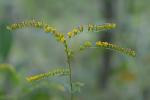 Solidago ulmifolia Muhl. ex Willd.