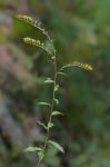 Solidago ulmifolia Muhl. ex Willd.