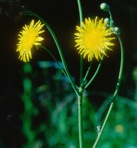 Sonchus arvensis L. var. glabrescens Guenth., Grab. & Wimmer