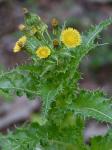 Sonchus asper (L.) Hill