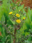 Sonchus asper (L.) Hill
