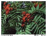 Sorbus americana Marsh.