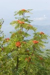 Sorbus americana Marsh.