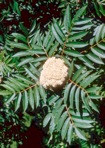 Sorbus americana Marsh.