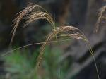 Sorghastrum elliottii (C. Mohr) Nash