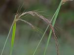 Sorghastrum elliottii (C. Mohr) Nash