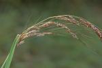 Sorghastrum elliottii (C. Mohr) Nash