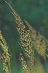 Sorghastrum nutans (L.) Nash