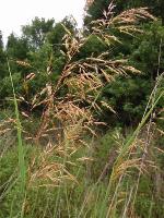 Sorghastrum nutans (L.) Nash