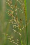 Sorghastrum nutans (L.) Nash