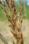 Sorghastrum nutans (L.) Nash