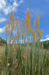 Sorghastrum nutans (L.) Nash