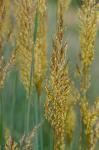 Sorghastrum nutans (L.) Nash