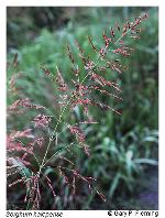 Sorghum halepense (L.) Pers.