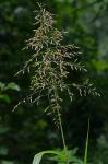 Sorghum halepense (L.) Pers.