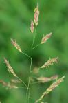 Sorghum halepense (L.) Pers.