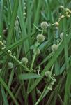 Sparganium americanum Nutt.