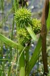 Sparganium americanum Nutt.
