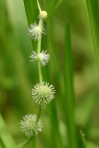 Sparganium americanum Nutt.