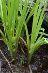 Sparganium acaule (Beeby ex Macoun) Rydberg
