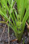 Sparganium acaule (Beeby ex Macoun) Rydberg