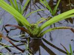 Sparganium acaule (Beeby ex Macoun) Rydberg