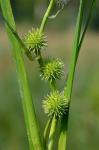 Sparganium acaule (Beeby ex Macoun) Rydberg