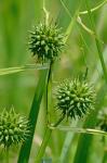 Sparganium eurycarpum Engelm. ex Gray