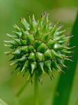 Sparganium eurycarpum Engelm. ex Gray