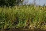 Spartina alterniflora Loisel.