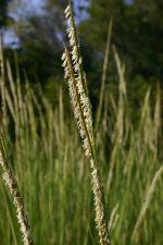 Spartina alterniflora Loisel.