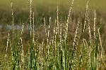 Spartina alterniflora Loisel.