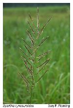Spartina cynosuroides (L.) Roth