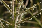 Spartina cynosuroides (L.) Roth