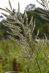 Spartina cynosuroides (L.) Roth