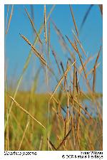 Spartina patens (Ait.) Muhl.