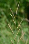 Spartina patens (Ait.) Muhl.