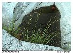 Spartina pectinata Link