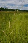 Spartina pectinata Link