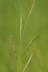 Spartina pectinata Link