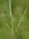 Spartina pectinata Link